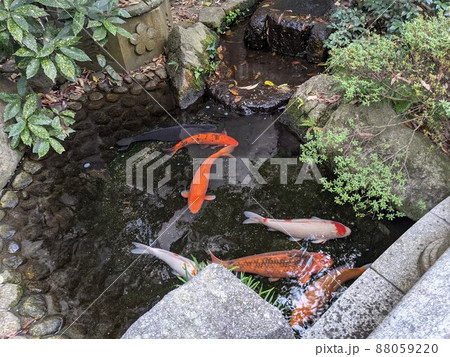 日本庭園・お寺の池で鯉が泳ぐの写真素材 [88059220] - PIXTA