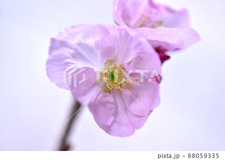 優美な女性 優美な女性 88059335