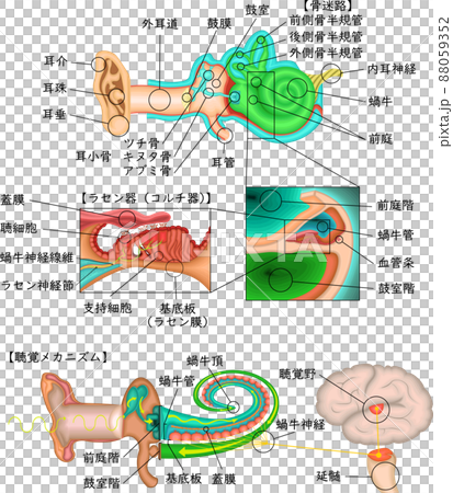 Auditory structure illustration Japanese 88059352