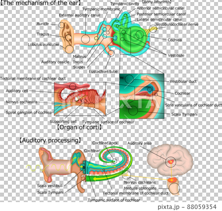 Auditory structure illustration English 88059354