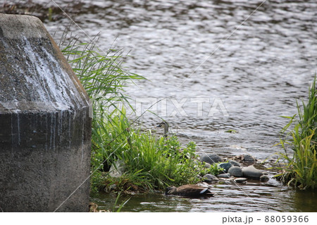 堰の周りで餌を食べているカモ 88059366