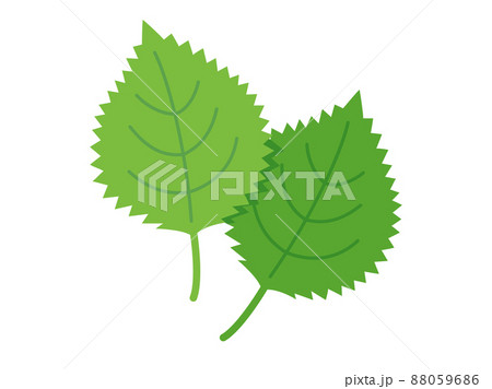 大葉や紫蘇や青じそをイメージしたイラスト 88059686