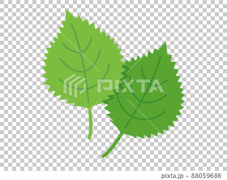 大葉や紫蘇や青じそをイメージしたイラスト 88059686