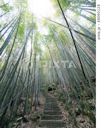 The beautiful bamboo forest in chiayi, Taiwan. The beautiful bamboo forest in chiayi, Taiwan. 88060128