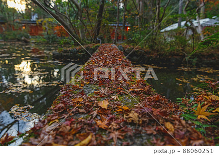 京都 赤山禅院 境内の秋景色 88060251