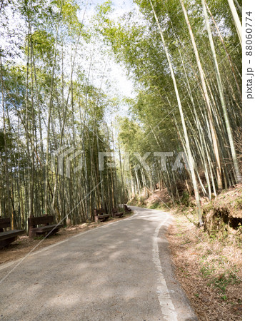 嘉義 竹藪 竹薮 88060774