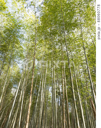 バンブー 青竹 竹 88060778