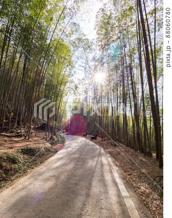 嘉義 竹藪 竹薮 88060780