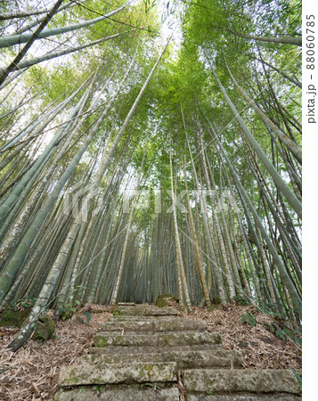 嘉義 竹藪 竹薮 88060785