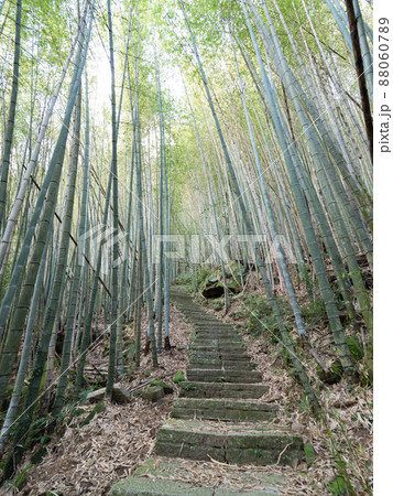 嘉義 竹藪 竹薮 88060789