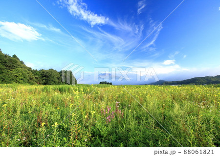 月見草と浅間山 88061821