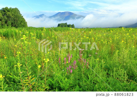 月見草と浅間山 月見草と浅間山 88061823