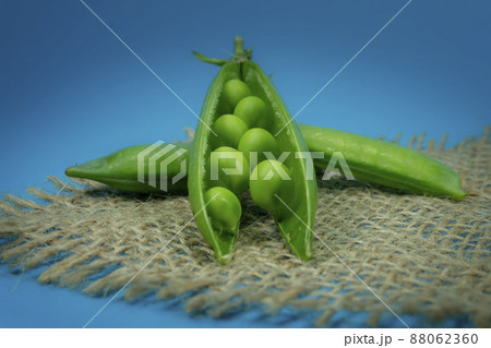 Pea pods and peas on square rustic hessian cloth Pea pods and peas on square rustic hessian cloth 88062360