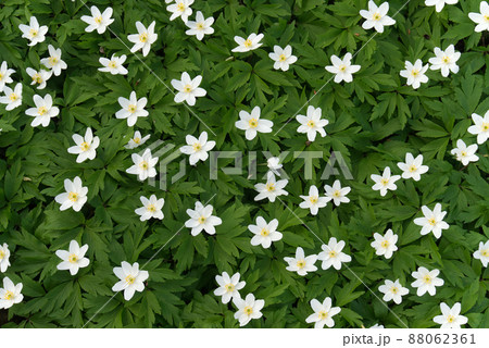 Spring background with blooming white flowers Spring background with blooming white flowers 88062361