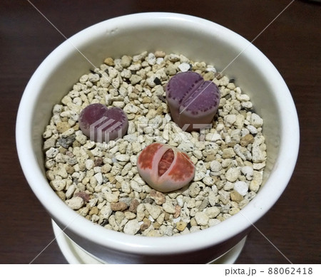 多肉植物 リトープス 脱皮 写真 多肉植物 リトープス 脱皮 写真 88062418