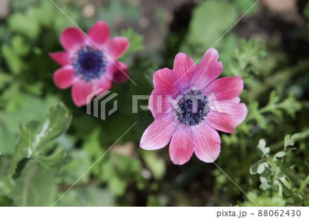 アネモネ フルゲンスが庭で咲いている所 アネモネ フルゲンスが庭で咲いている所 88062430