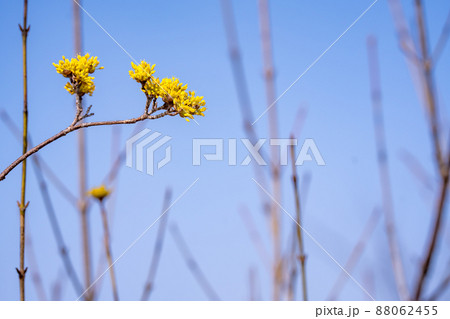 春に先駆けて咲くサンシュユの黄色い花 88062455