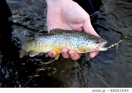 自然の渓流で釣れたブラウントラウト 88062694