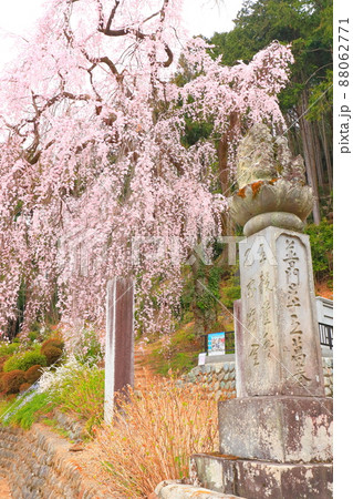 青梅市梅岩寺　枝垂れ桜 88062771
