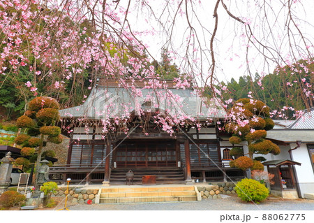 青梅市梅岩寺　枝垂れ桜 88062775