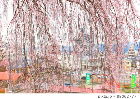 青梅市梅岩寺 枝垂れ桜 青梅市梅岩寺 枝垂れ桜 88062777