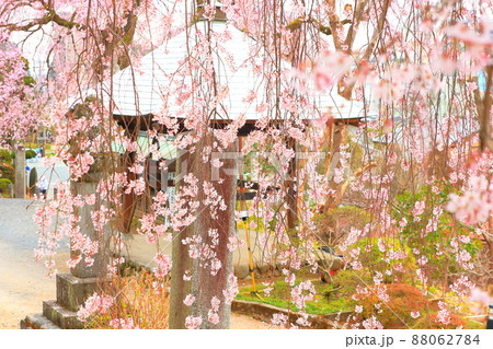 青梅市梅岩寺　枝垂れ桜 88062784