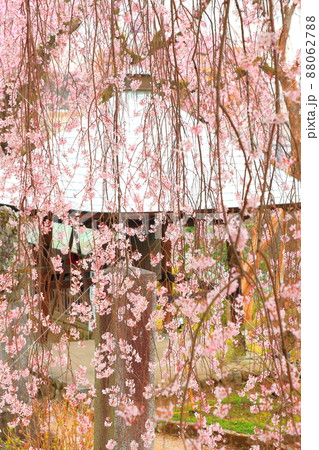 青梅市梅岩寺　枝垂れ桜 88062788