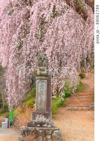 青梅市梅岩寺　枝垂れ桜 88062789