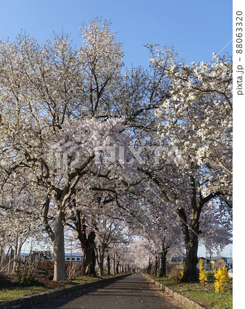 満開の桜　さくら　サクラ　まほろばの緑道 88063320