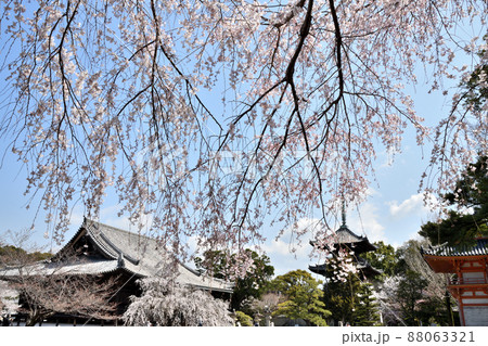 道成寺(しだれ桜)    【和歌山県御坊市】　 88063321