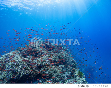 青い海で、泳ぐ魚 88063358