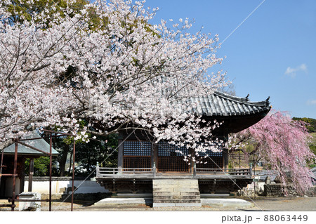 道成寺(護摩堂と入相桜)    【和歌山県御坊市】　 88063449