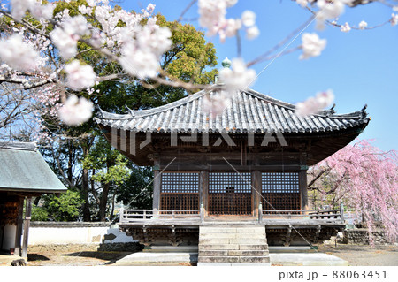 道成寺(護摩堂と入相桜)    【和歌山県御坊市】　 88063451