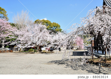 道成寺(入相桜) 　   【和歌山県御坊市】　 88063614