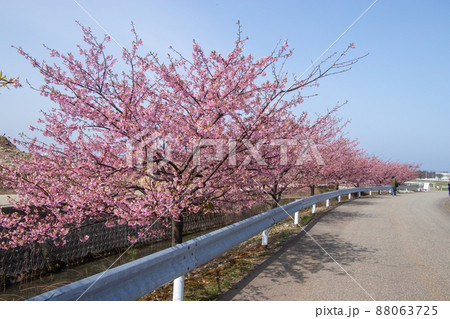 河津桜 88063725