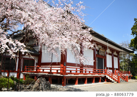 道成寺(宝仏殿・しだれ桜) 【和歌山県御坊市】 道成寺(宝仏殿・しだれ桜) 【和歌山県御坊市】 88063779
