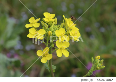 日本の早春の野原に咲く黄色い菜の花 88063802