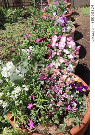 春の庭 花の寄せ植え 春の庭 花の寄せ植え 88063824