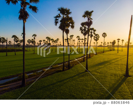 Paddy rice plantation field morning sunrise with sugar palm tree rural village of Thailand Paddy rice plantation field morning sunrise with sugar palm tree rural village of Thailand 88063846