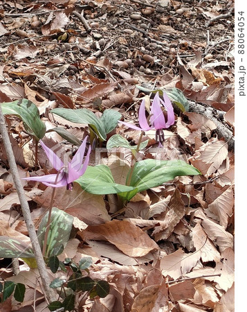 カタクリの花（鐘撞堂山／埼玉県深谷市） 88064054