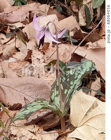 カタクリの花(鐘撞堂山/埼玉県深谷市) カタクリの花(鐘撞堂山/埼玉県深谷市) 88064056