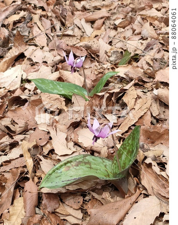 カタクリの花(鐘撞堂山/埼玉県深谷市) カタクリの花(鐘撞堂山/埼玉県深谷市) 88064061
