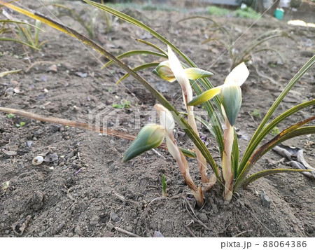 春蘭　シュンラン 88064386