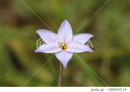 日本の早春の野原に咲く薄紫色のハナニラの花 日本の早春の野原に咲く薄紫色のハナニラの花 88064514