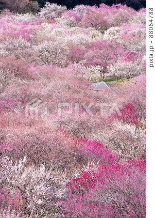 三重県いなべ市農業公園　一面の梅林 88064788