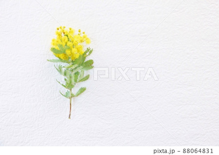 ミモザのフレーム 88064831