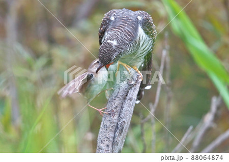 托卵されたコヨシキリのカッコウ幼鳥への給餌 88064874