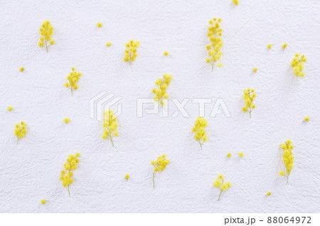 ミモザの背景 88064972