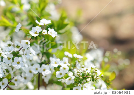 ユキヤナギの花 88064981