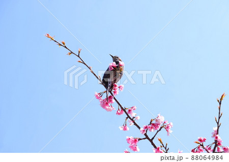 熱海桜にとまるヒヨドリ 熱海桜にとまるヒヨドリ 88064984